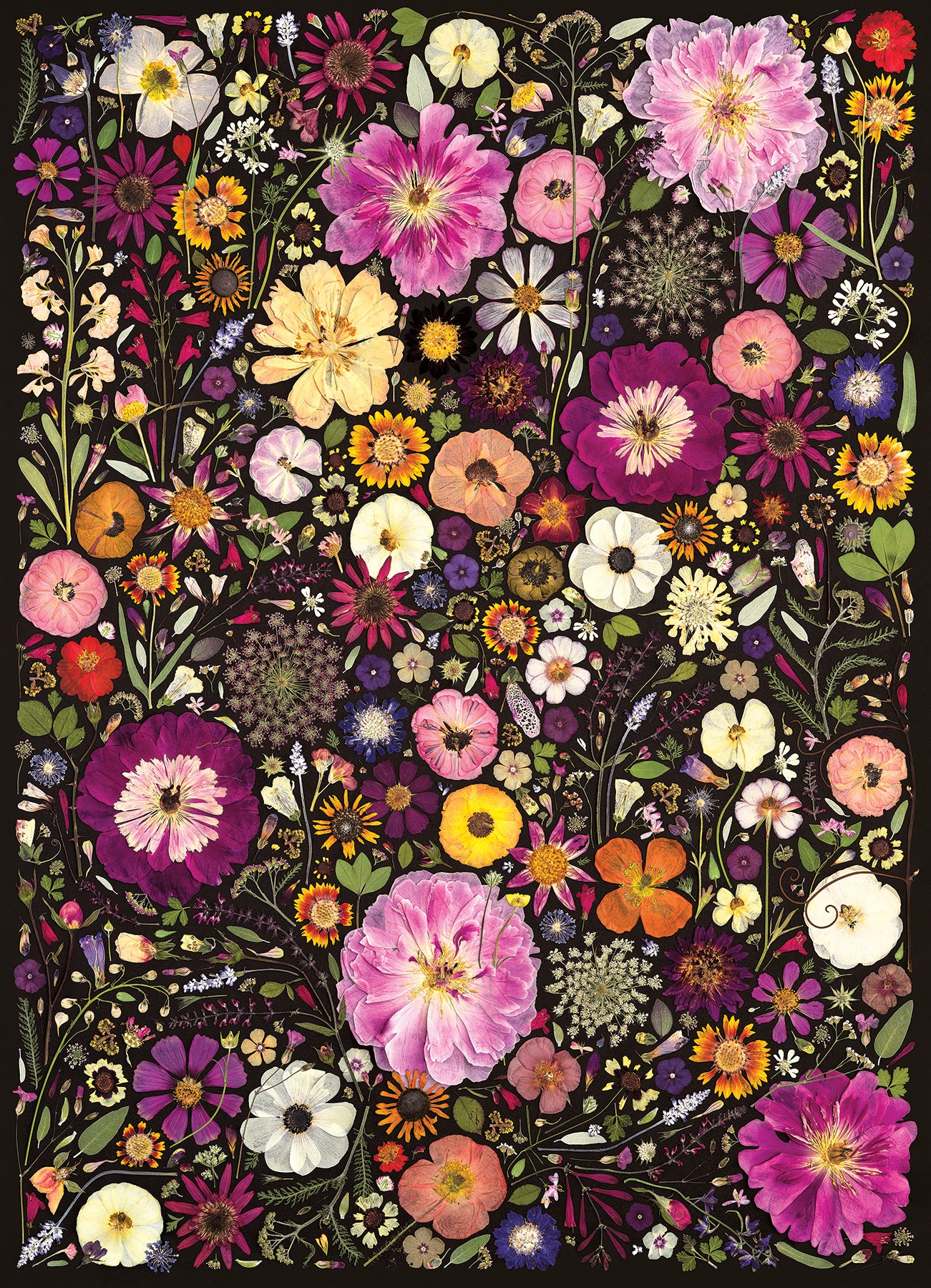 Flower Press: Little Hollow & Red Daisy | 500 Piece